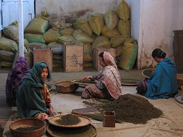 trieuses de th&eacute; &agrave; Darjeeling