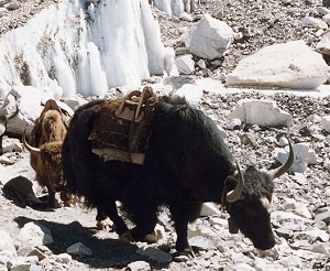 yacks d'élevage de l'Himalaya